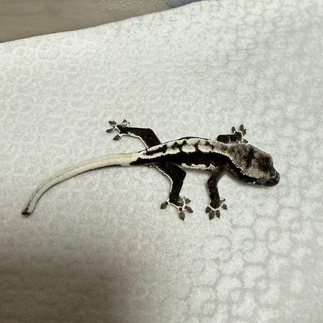 릴잔틱