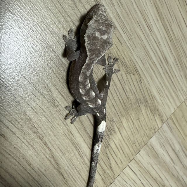 아잔틱