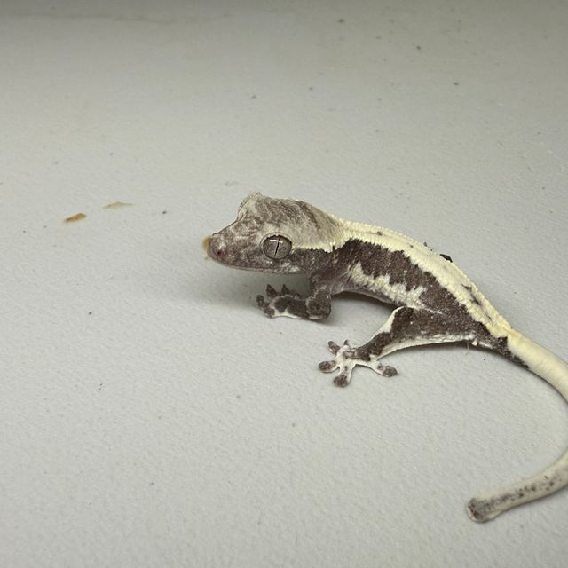 릴잔틱