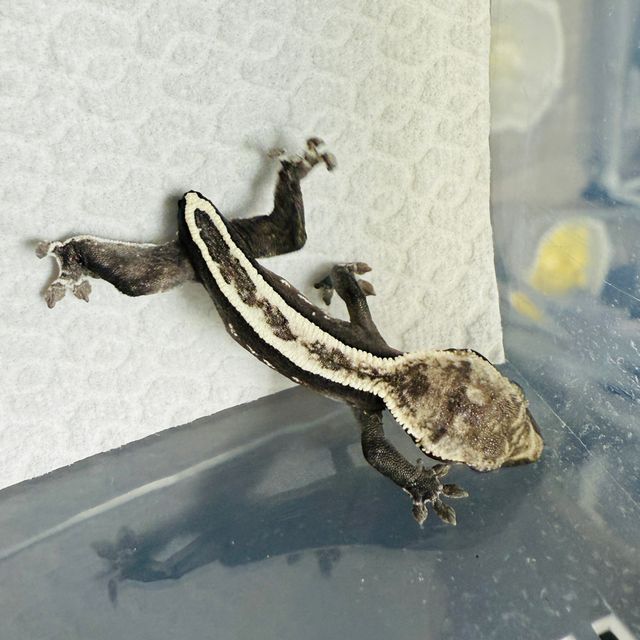 아잔틱