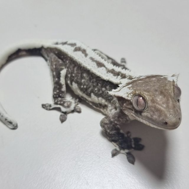 릴잔틱