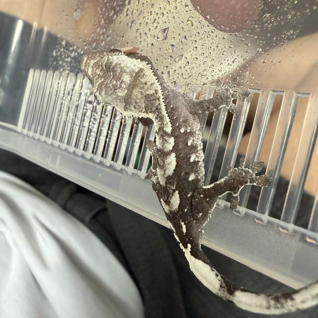아잔틱