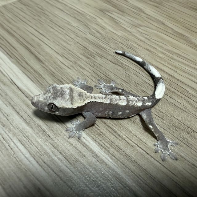 아잔틱