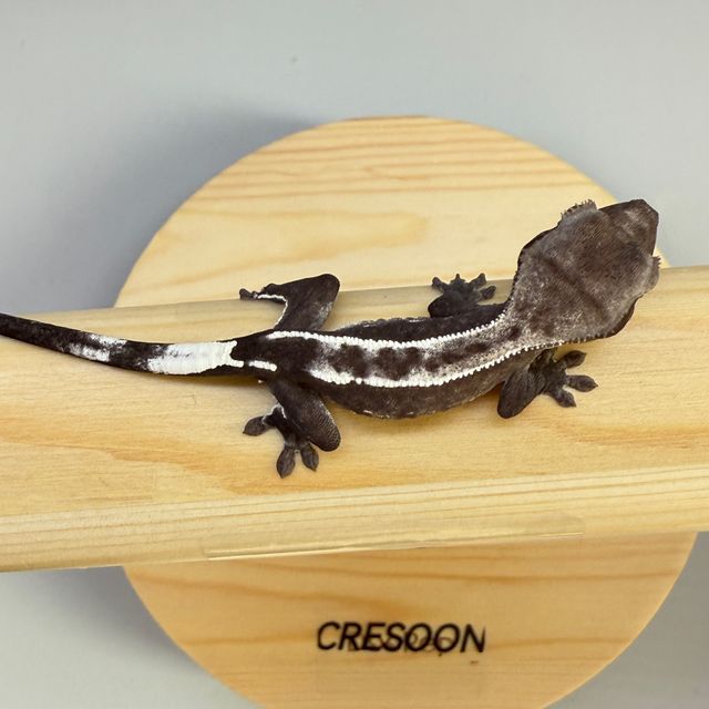 아잔틱