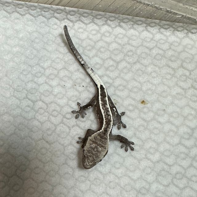 아잔틱