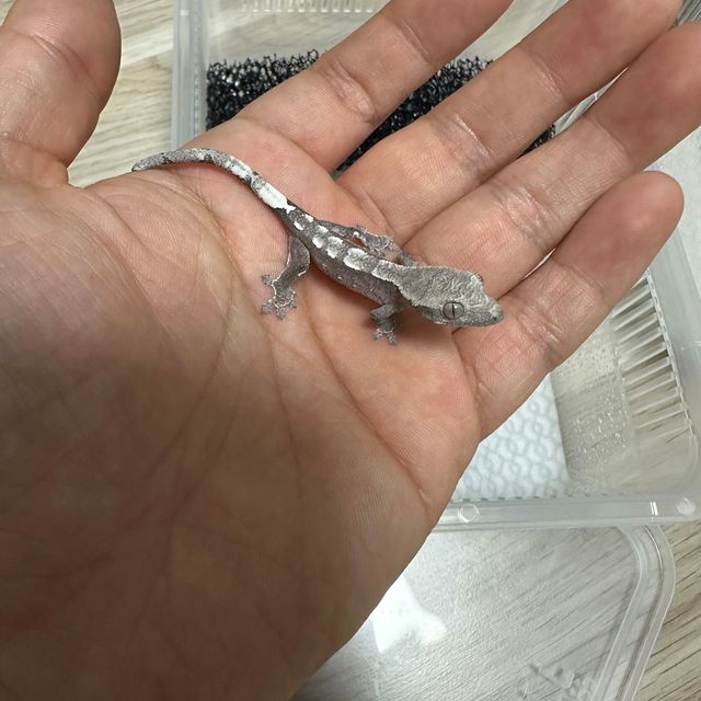 아잔틱