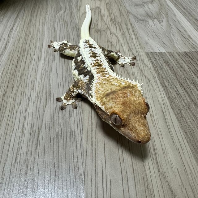 릴리100%헷아잔틱
