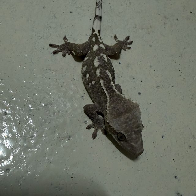 아잔틱