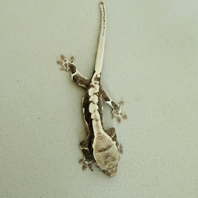 릴잔틱