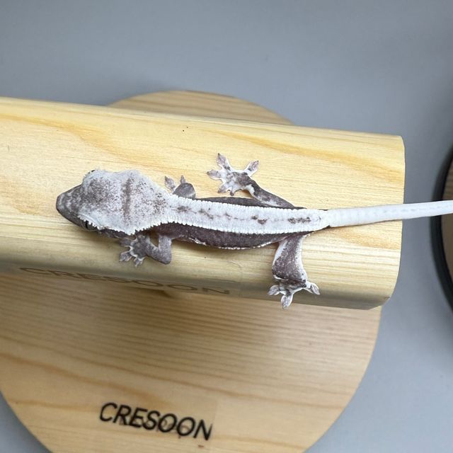릴잔틱