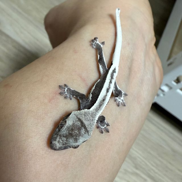 릴잔틱