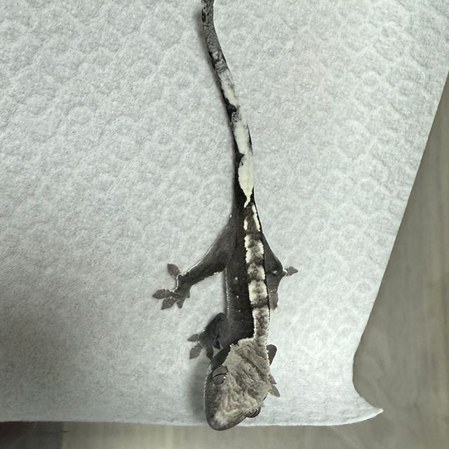 아잔틱