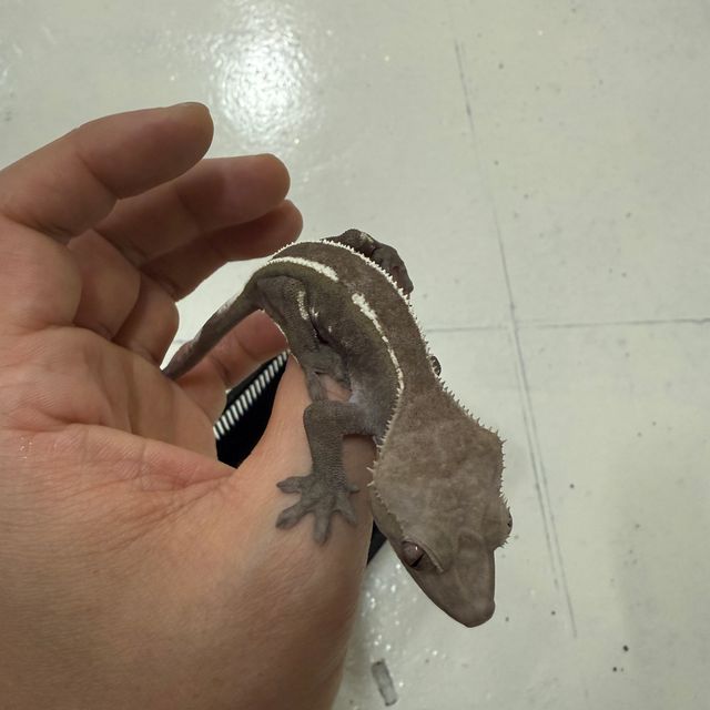 아잔틱