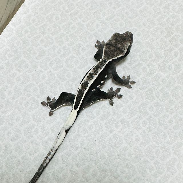 아잔틱