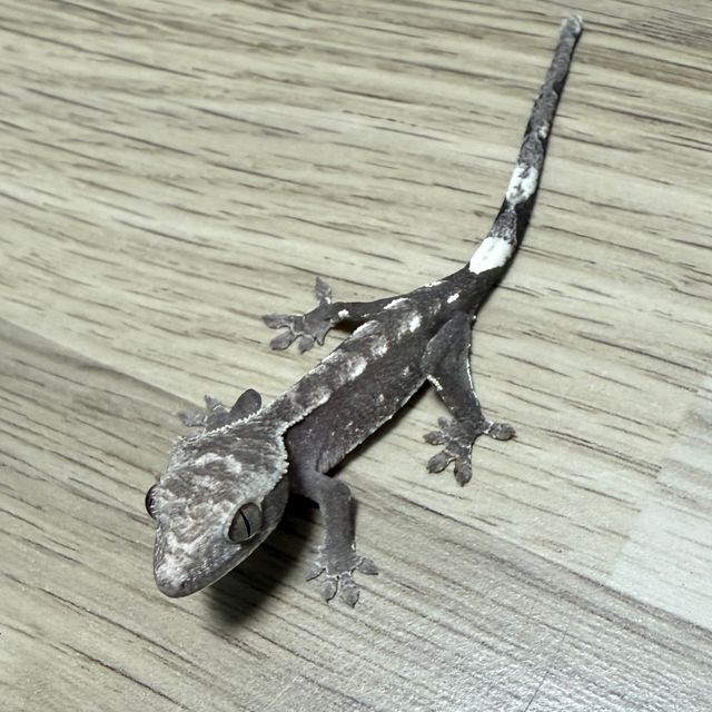 아잔틱