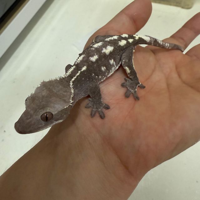아잔틱