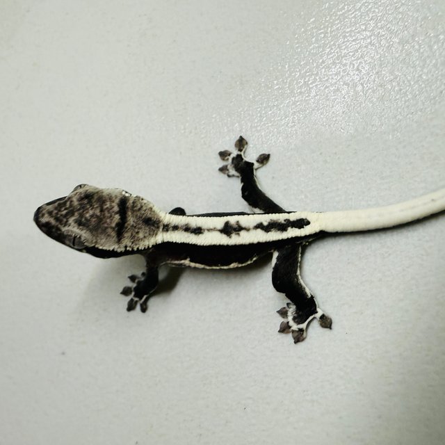 릴잔틱