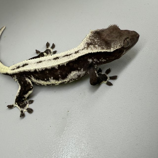 릴잔틱