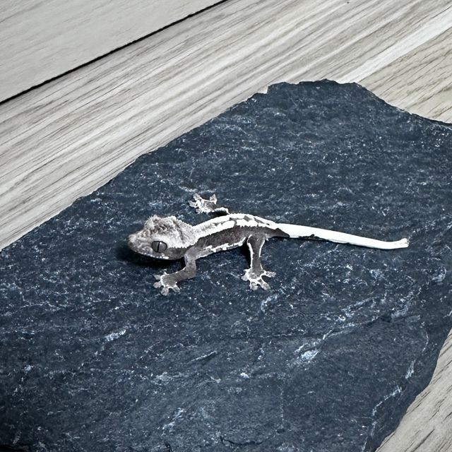 릴잔틱