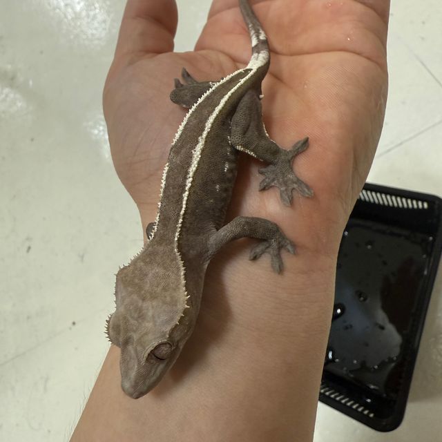 아잔틱