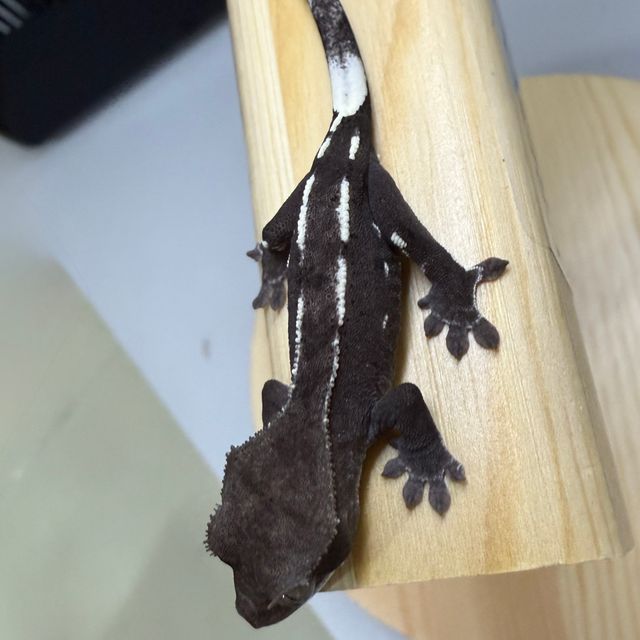 아잔틱