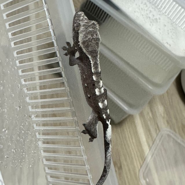 아잔틱