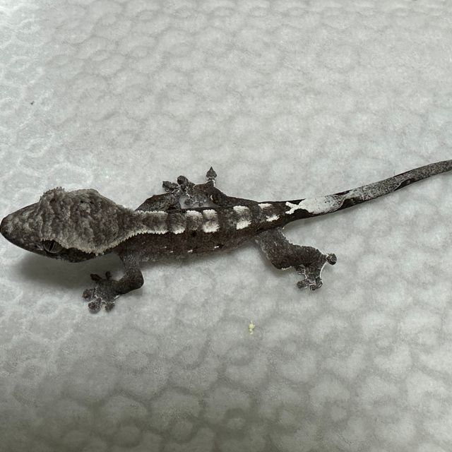 아잔틱