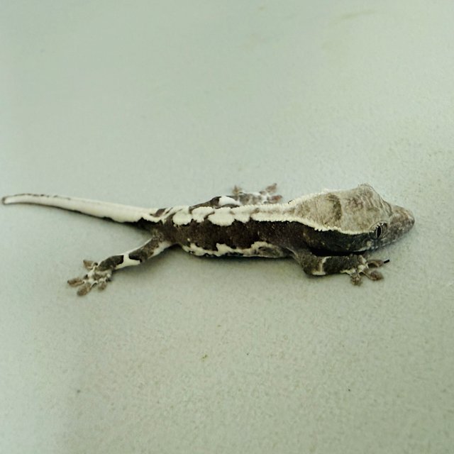 릴잔틱