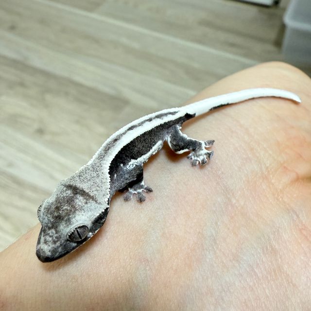 릴잔틱