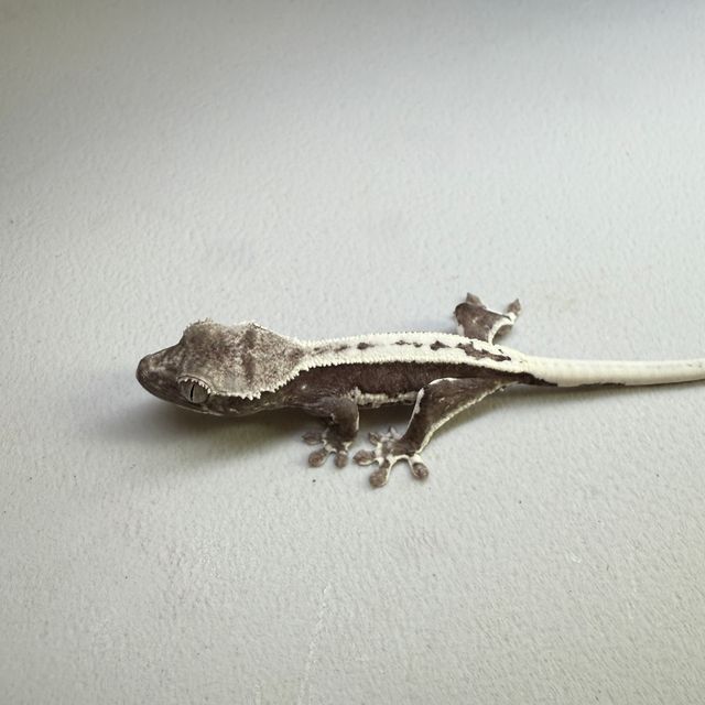 릴잔틱