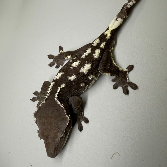 아잔틱