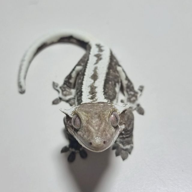 릴잔틱