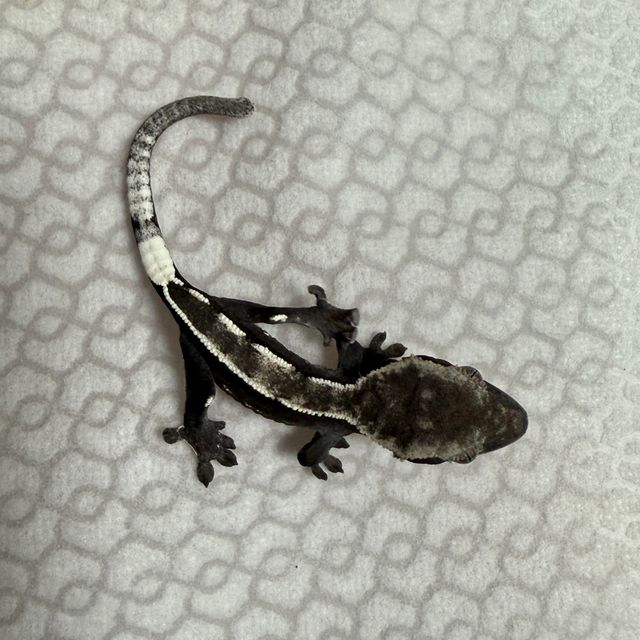 아잔틱