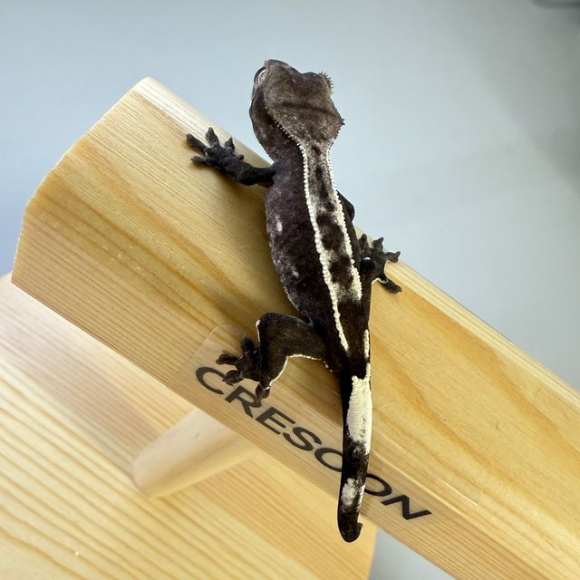아잔틱