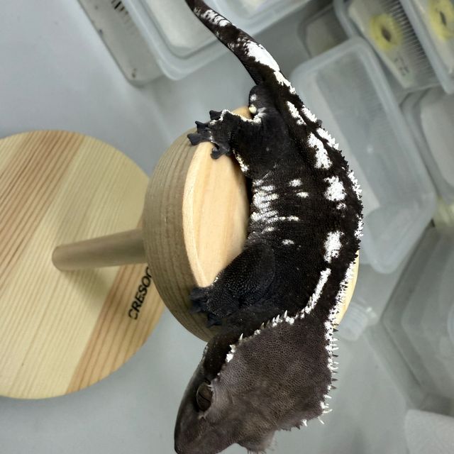 아잔틱
