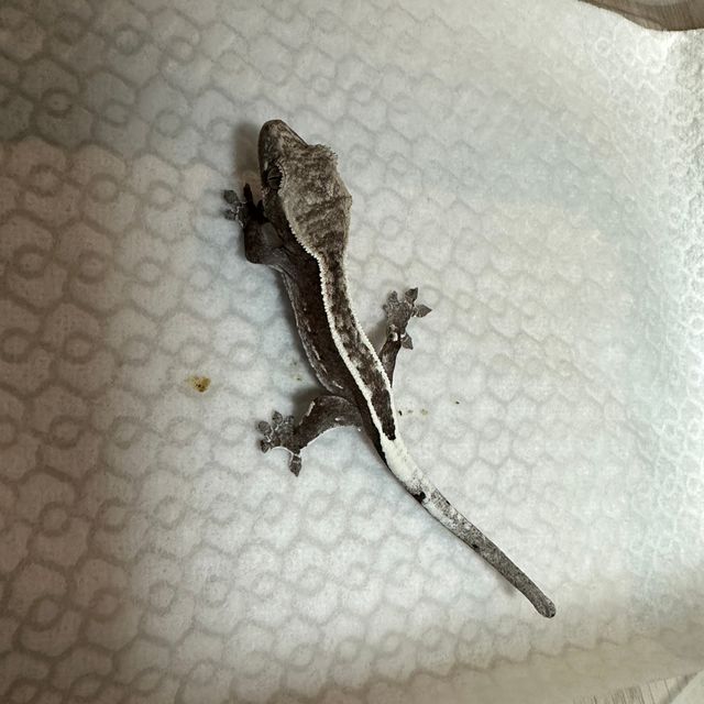 아잔틱