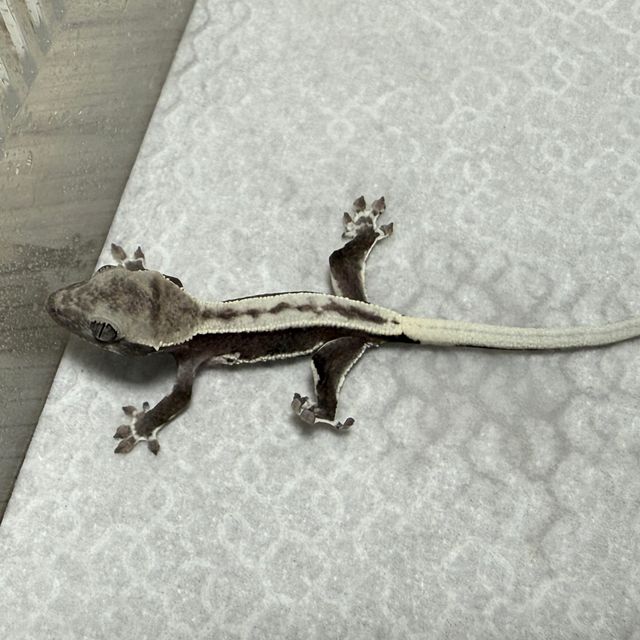 릴잔틱