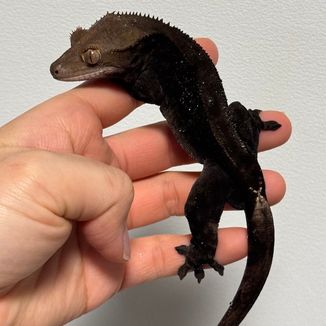 챠콜 팬텀 카푸치노