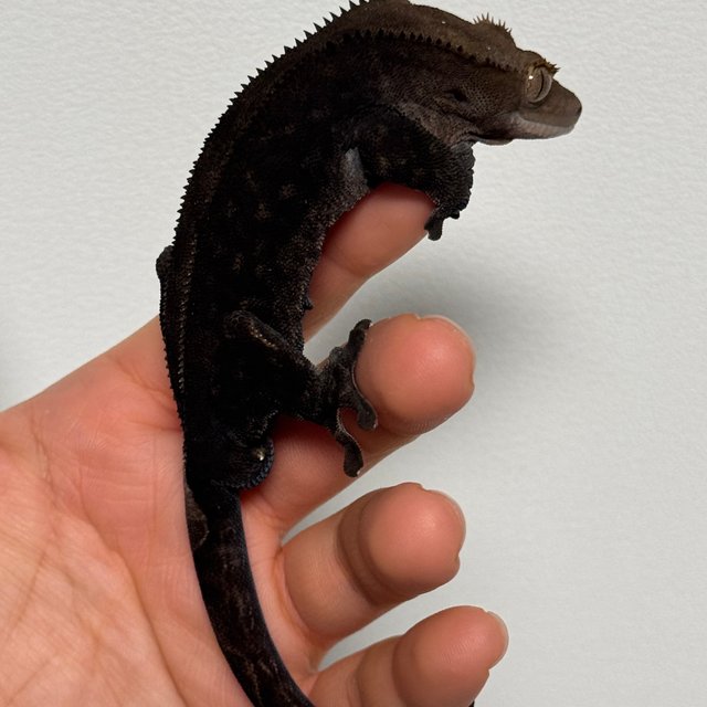 챠콜 팬텀 카푸치노