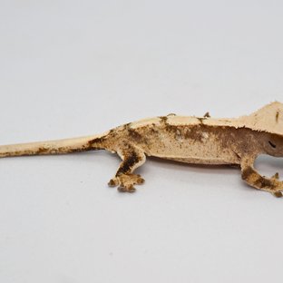 화이트포트홀 익스트림할리퀸 트라이