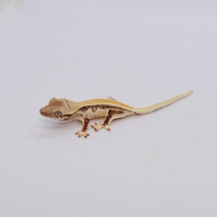 259호