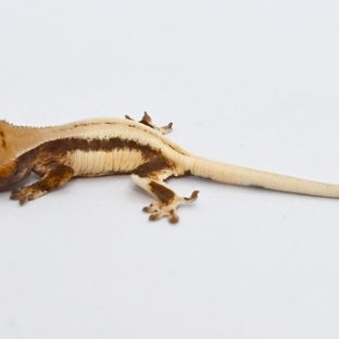 161호