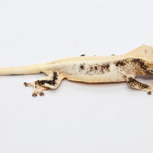 170호