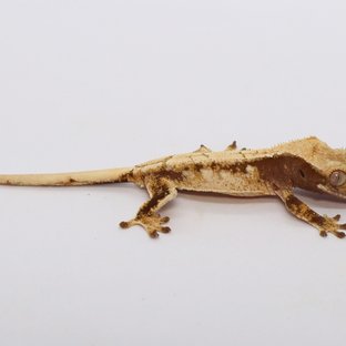 192호
