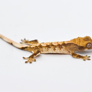 트라이