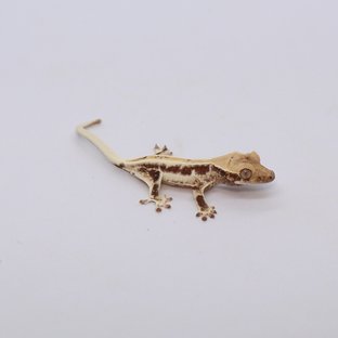 254호
