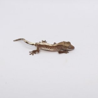 262호
