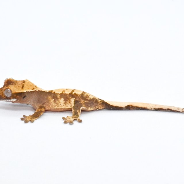 익스트림할리퀸 트라이