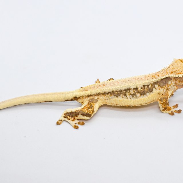 릴리화이트 풀핀