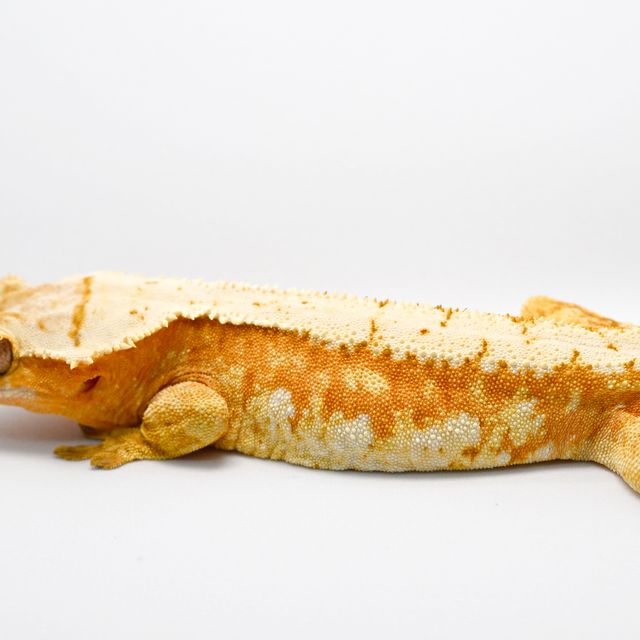 크림시클